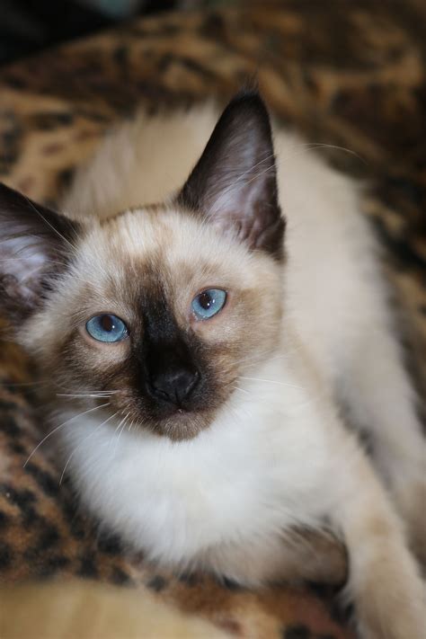 siamese breeder chicago